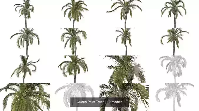 Queen Palm Trees