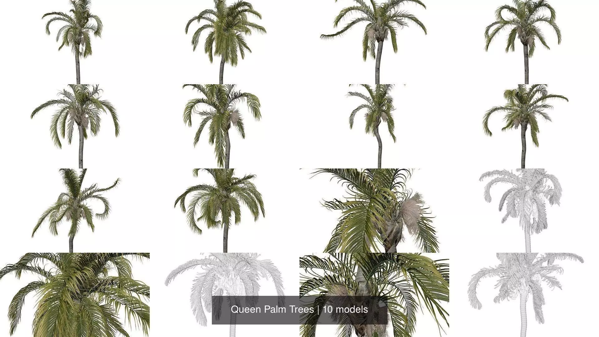 Queen Palm Trees 3D Model Collection_1