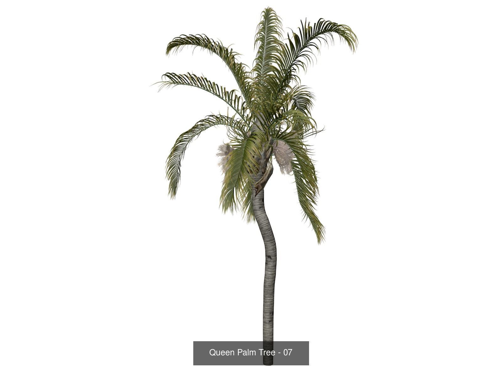 Queen Palm Trees 3D Model Collection_8
