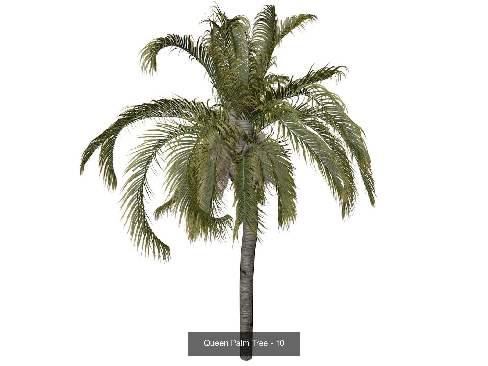 Queen Palm Trees 3D Model Collection_11
