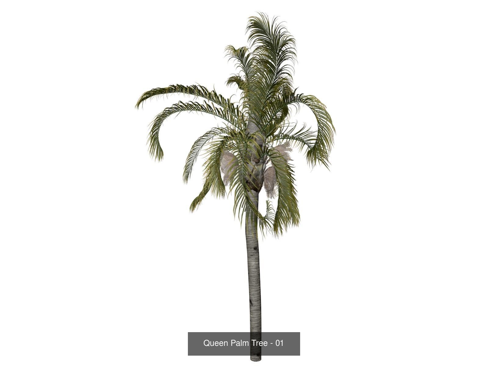 Queen Palm Trees 3D Model Collection_2