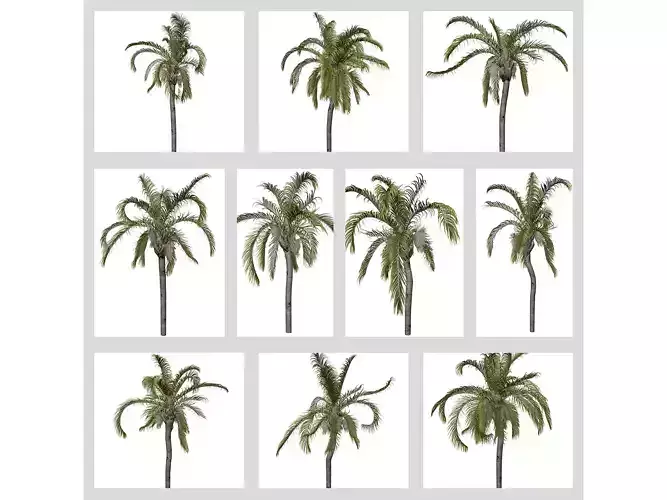 Queen Palm Trees 3D Model Collection