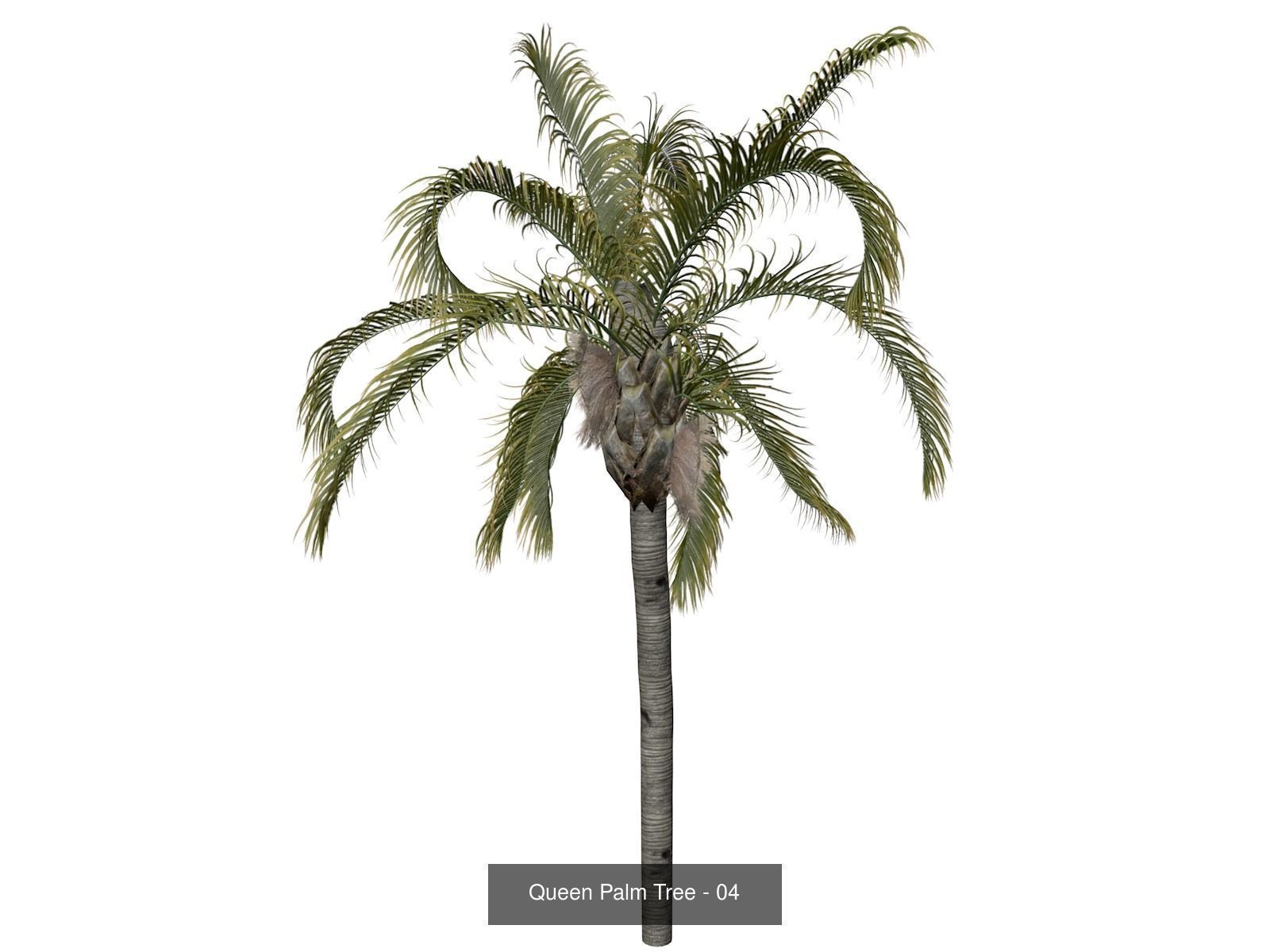 Queen Palm Trees 3D Model Collection_5