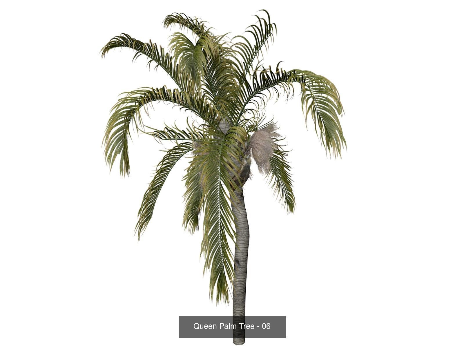 Queen Palm Trees 3D Model Collection_7