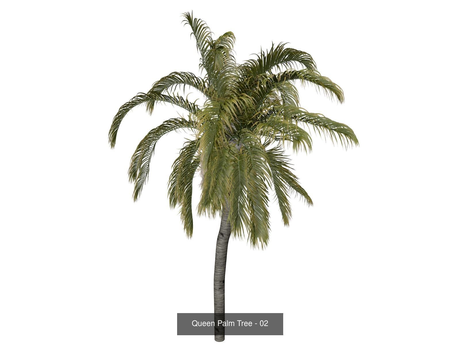 Queen Palm Trees 3D Model Collection_3