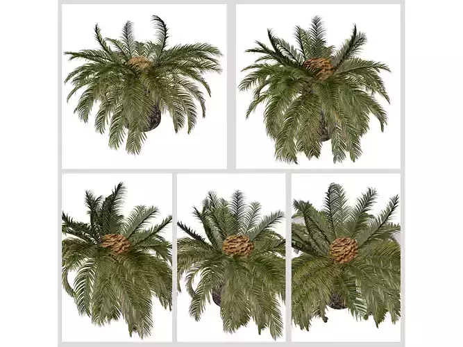 Sago Palm Trees 3D Model Collection