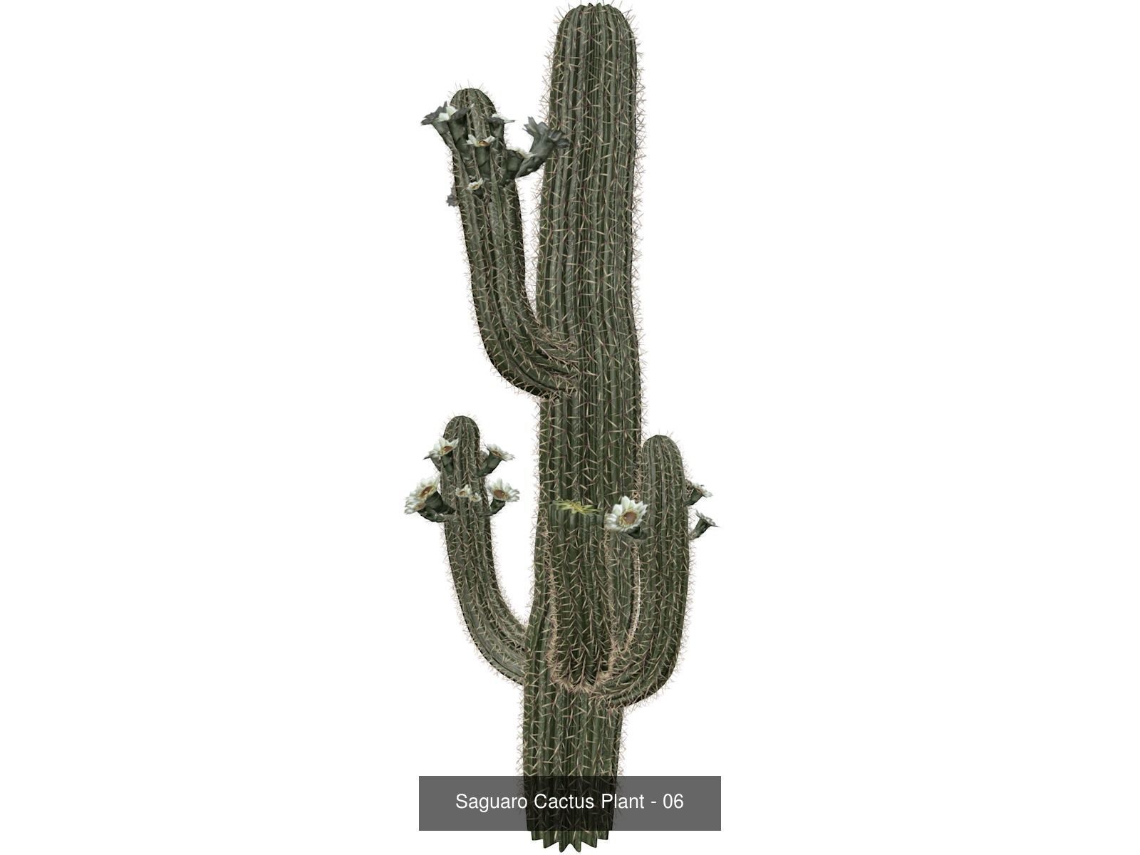 Saguaro Cactus Plants 3D Model Collection_7