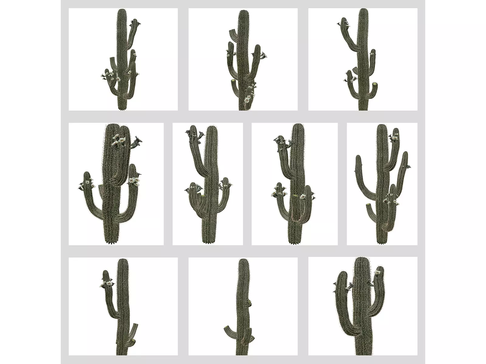 Saguaro Cactus Plants 3D Model Collection_0