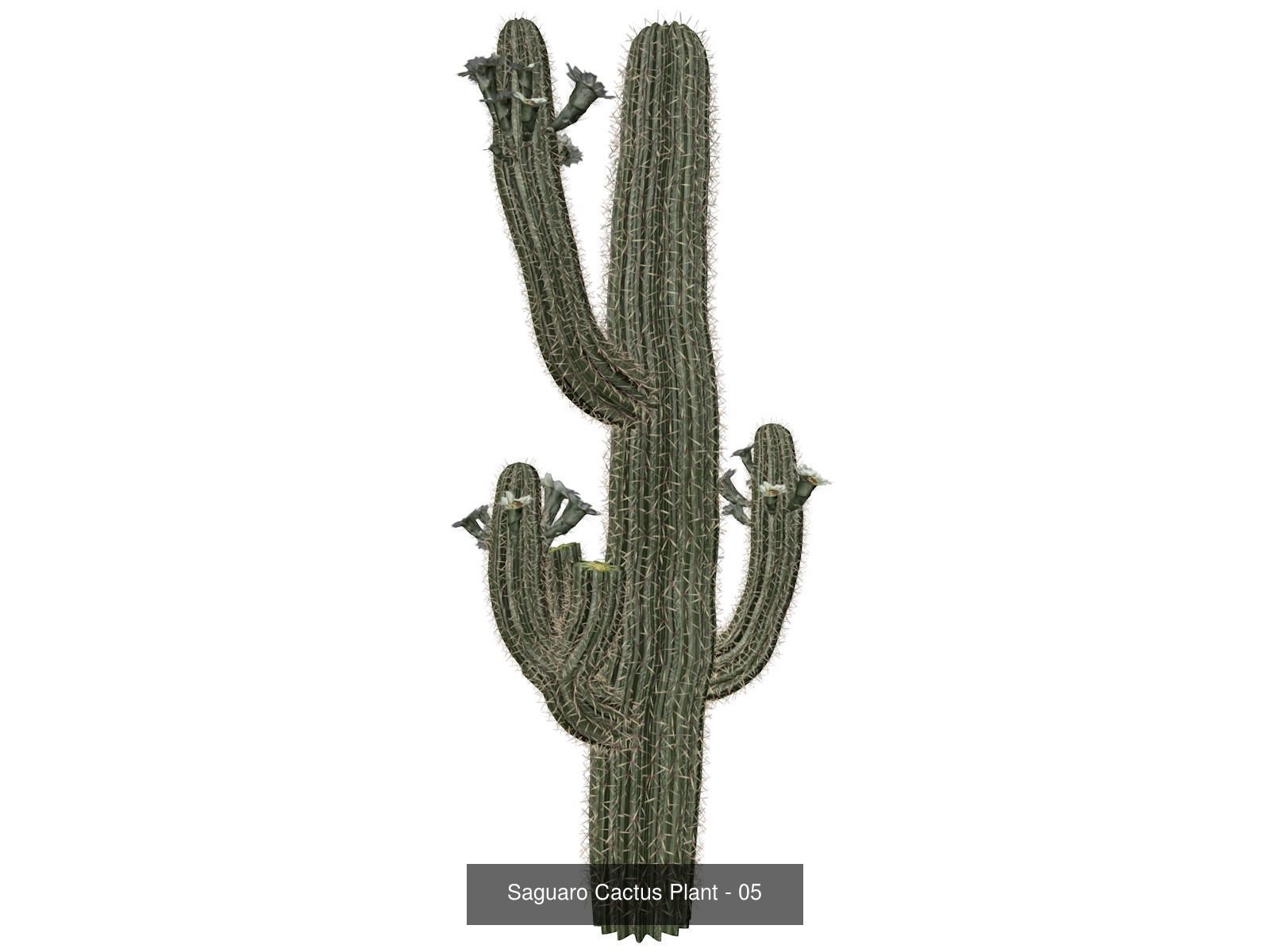 Saguaro Cactus Plants 3D Model Collection_6