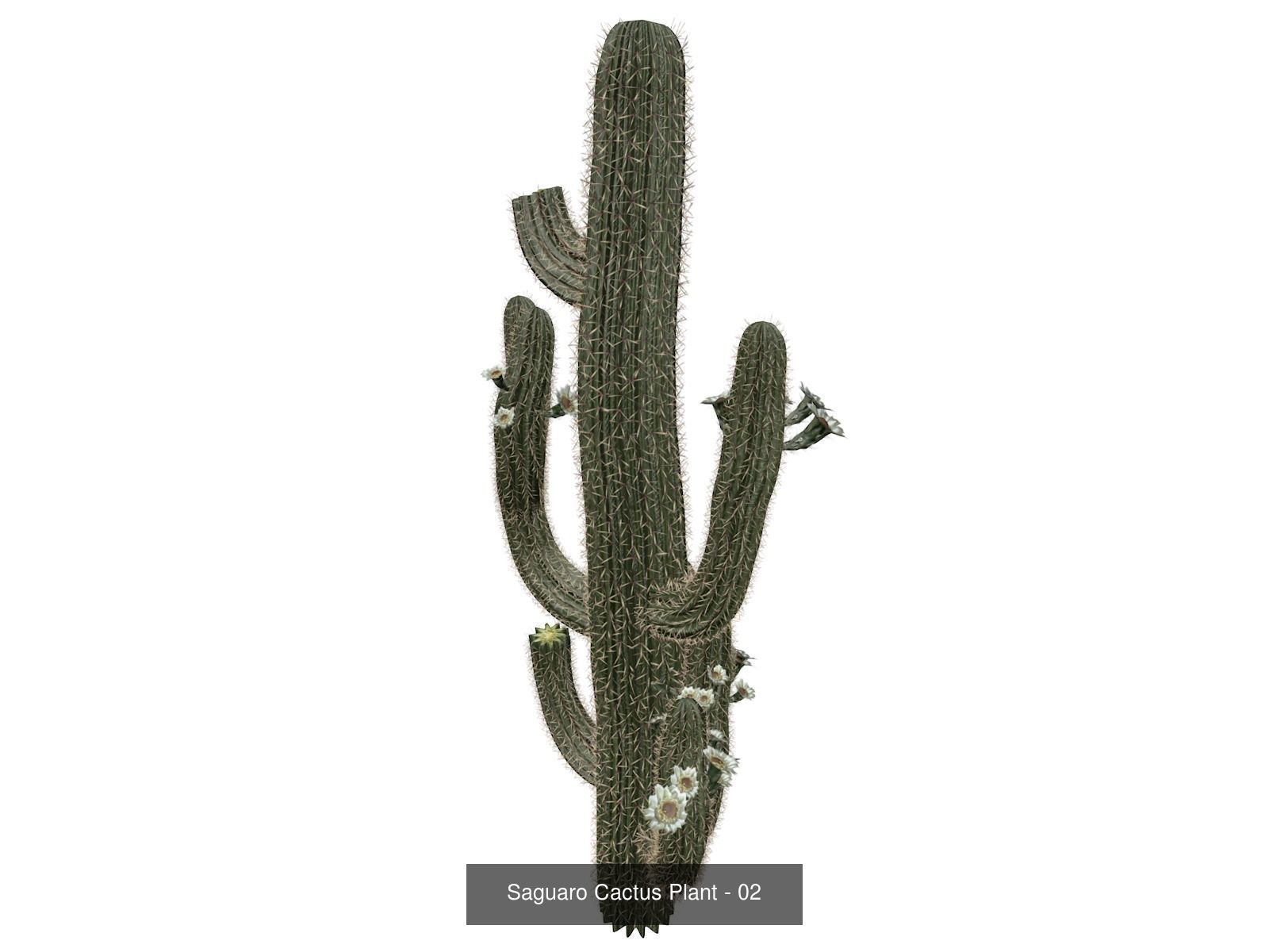 Saguaro Cactus Plants 3D Model Collection_3