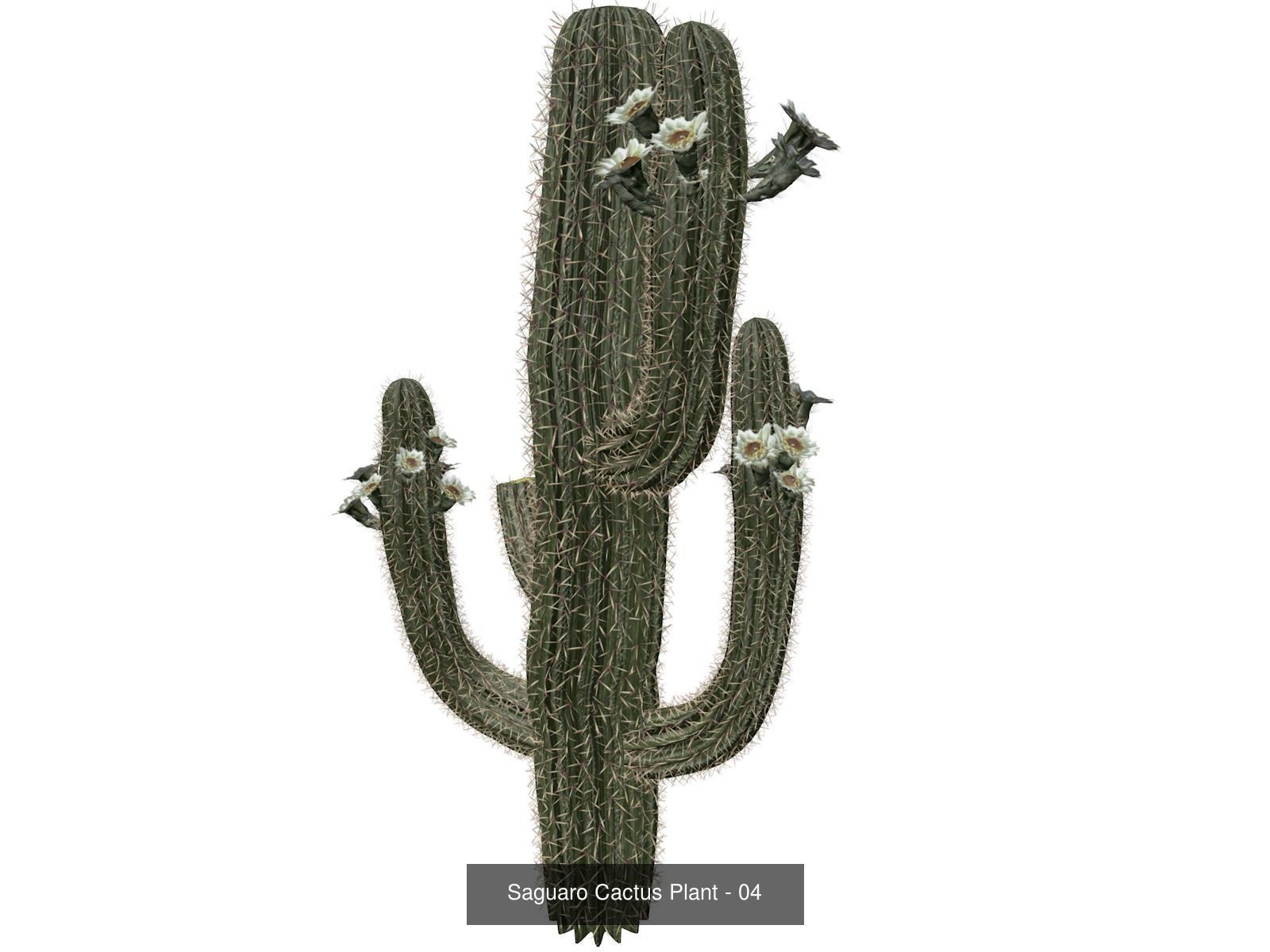 Saguaro Cactus Plants 3D Model Collection_5