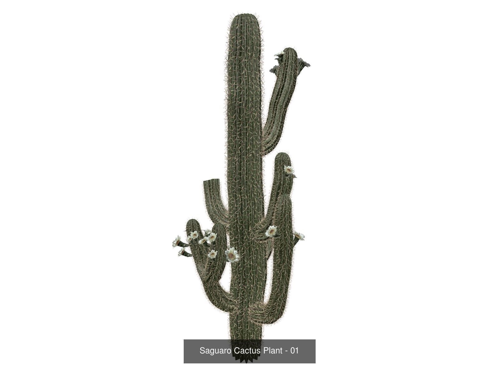 Saguaro Cactus Plants 3D Model Collection_2