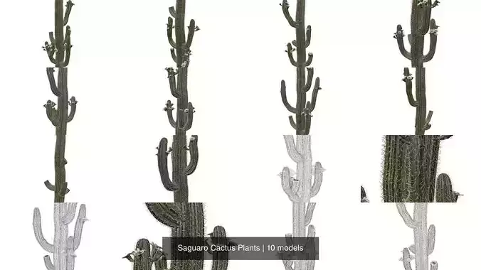 Saguaro Cactus Plants