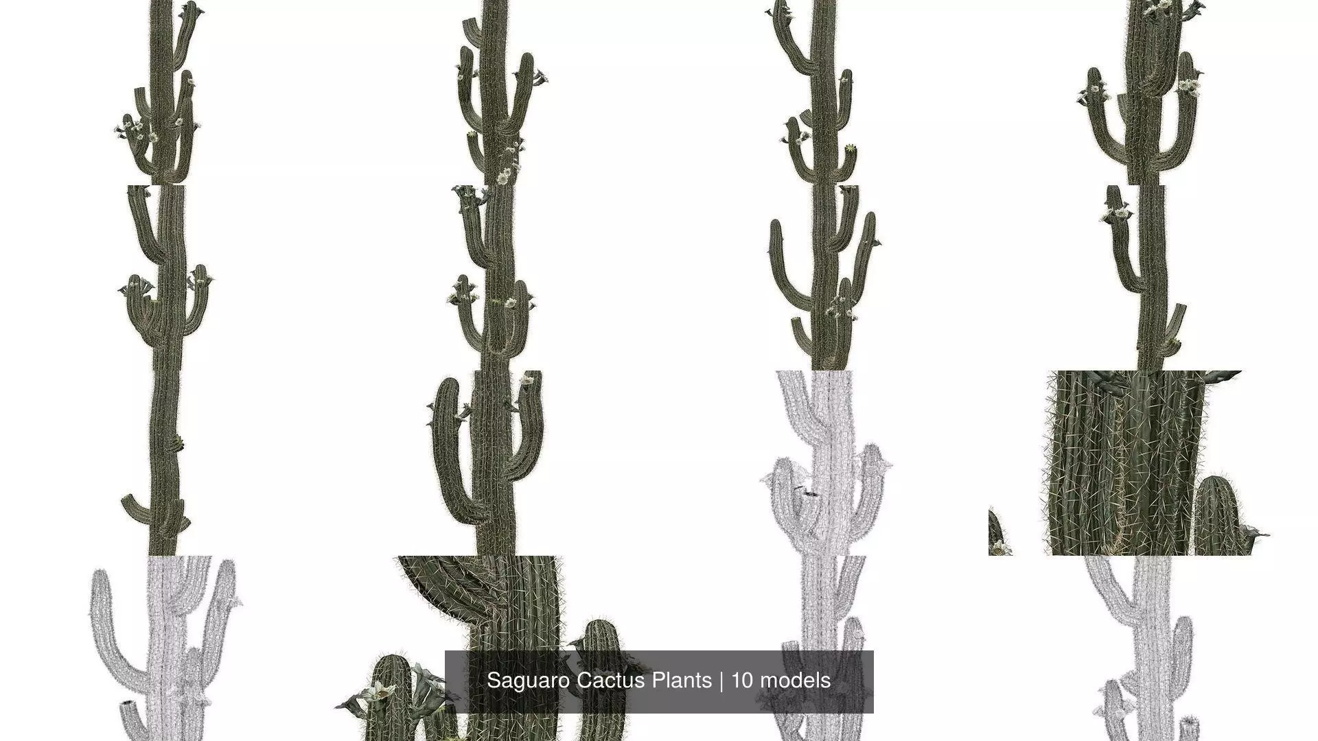 Saguaro Cactus Plants 3D Model Collection_1