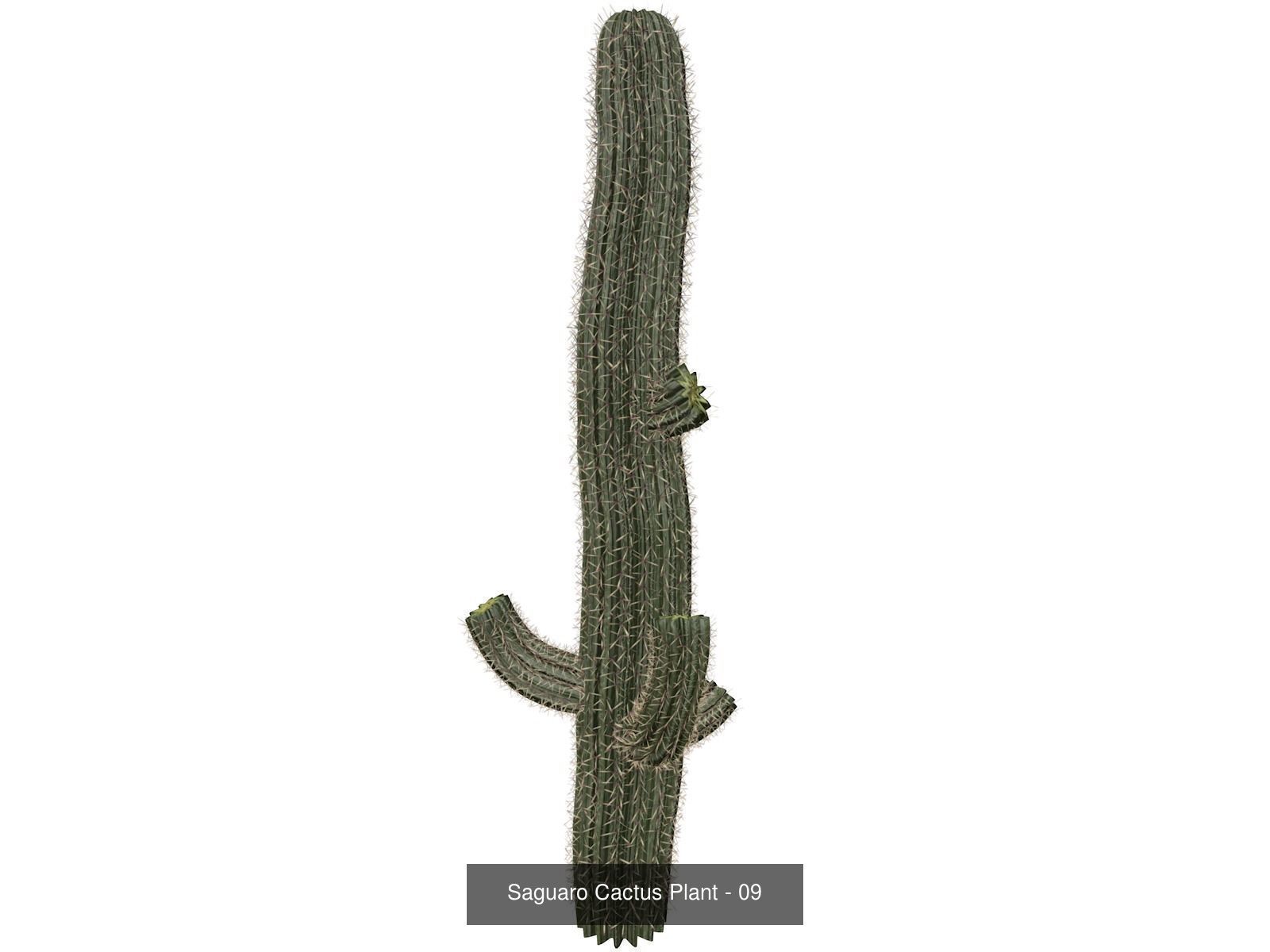 Saguaro Cactus Plants 3D Model Collection_10