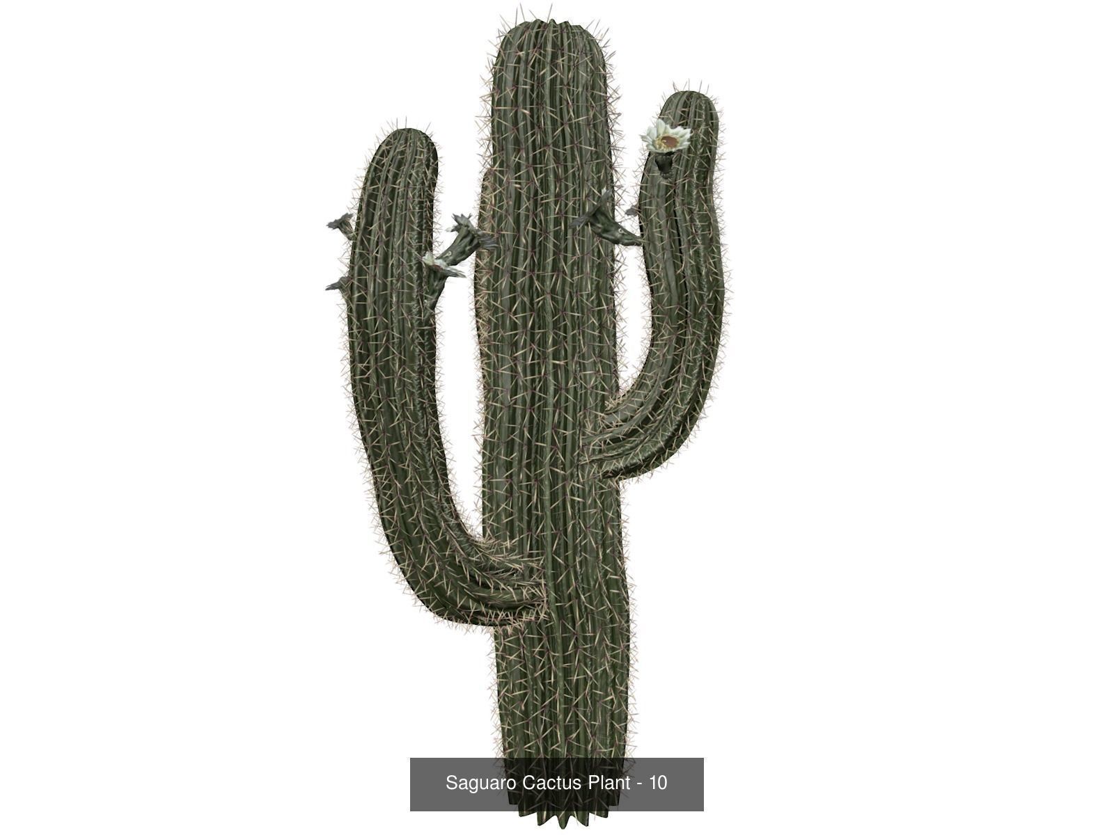 Saguaro Cactus Plants 3D Model Collection_11