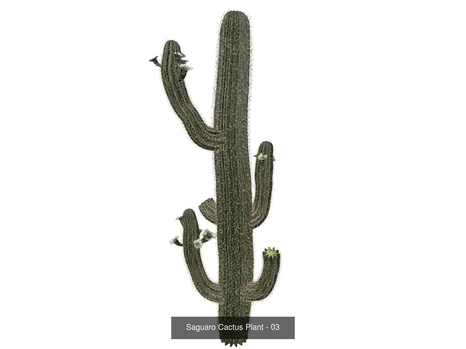 Saguaro Cactus Plants 3D Model Collection_4