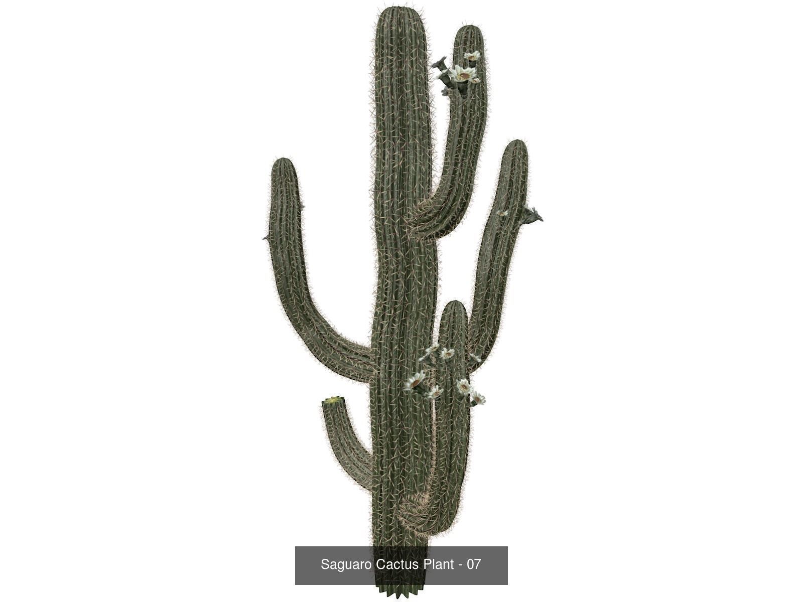 Saguaro Cactus Plants 3D Model Collection_8