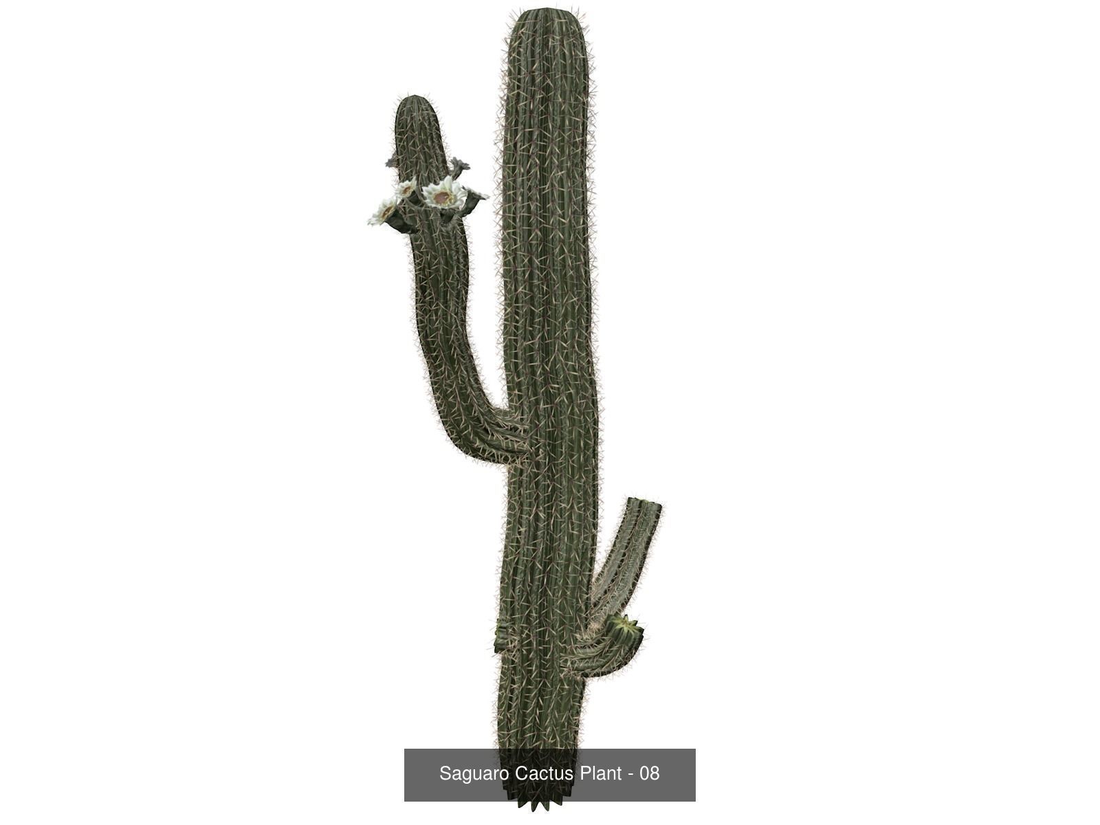 Saguaro Cactus Plants 3D Model Collection_9
