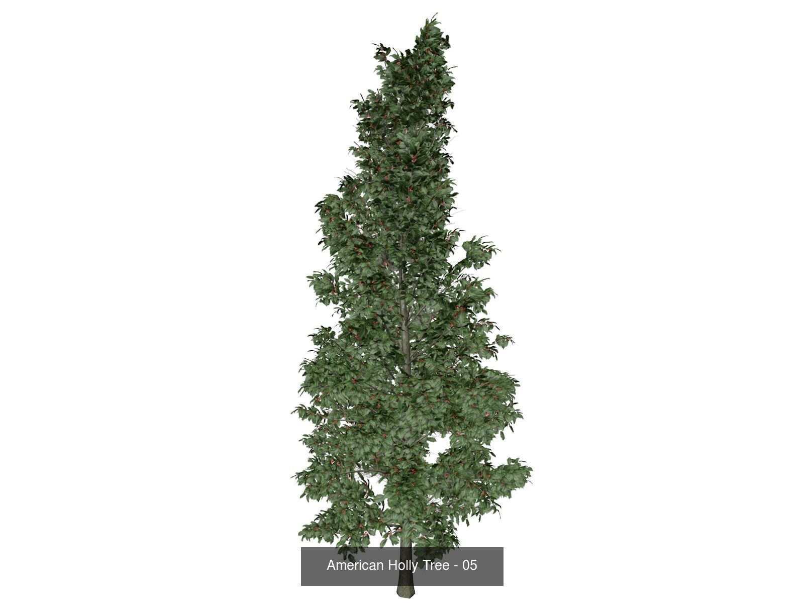 American Holly Trees 3D Model Collection_6