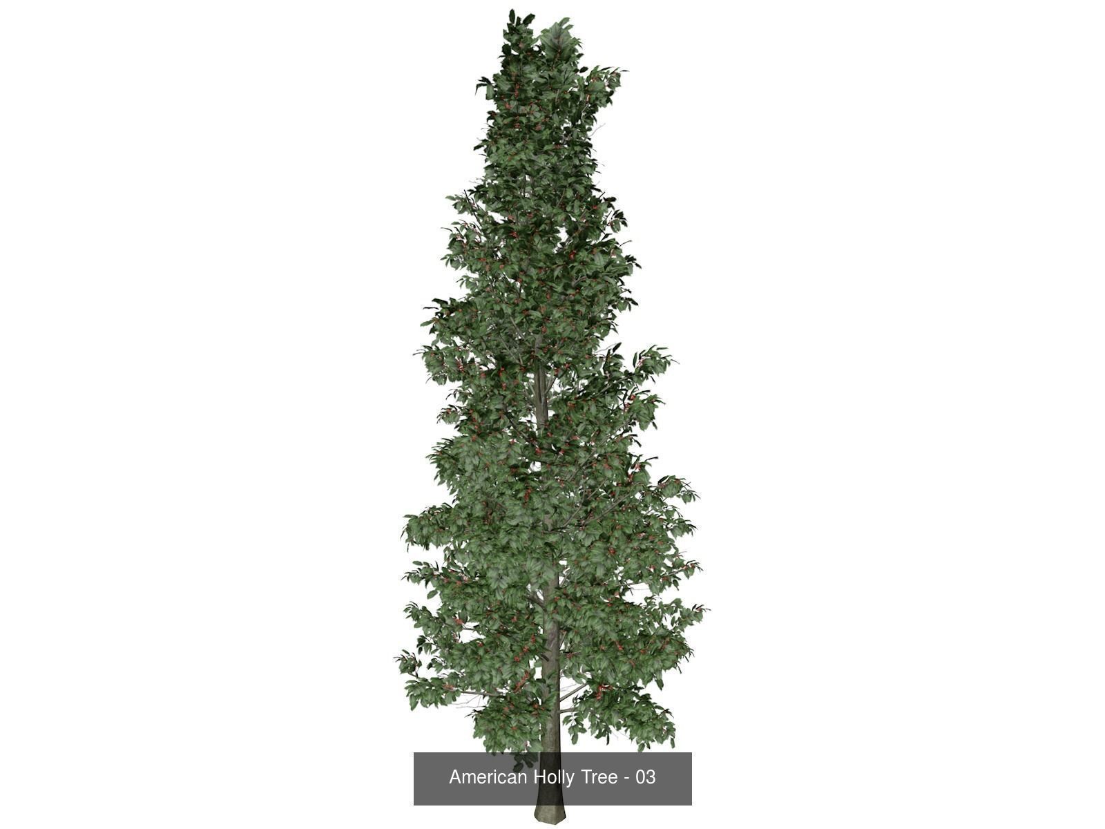 American Holly Trees 3D Model Collection_4