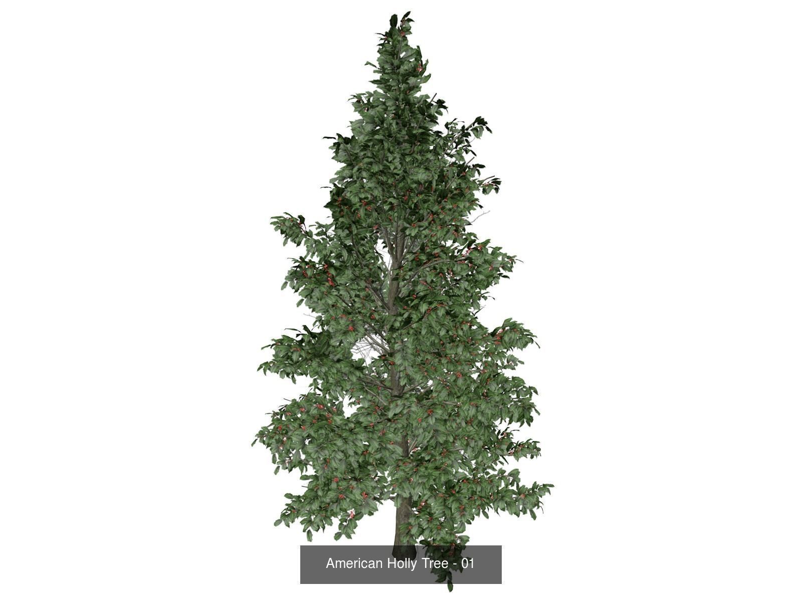American Holly Trees 3D Model Collection_2