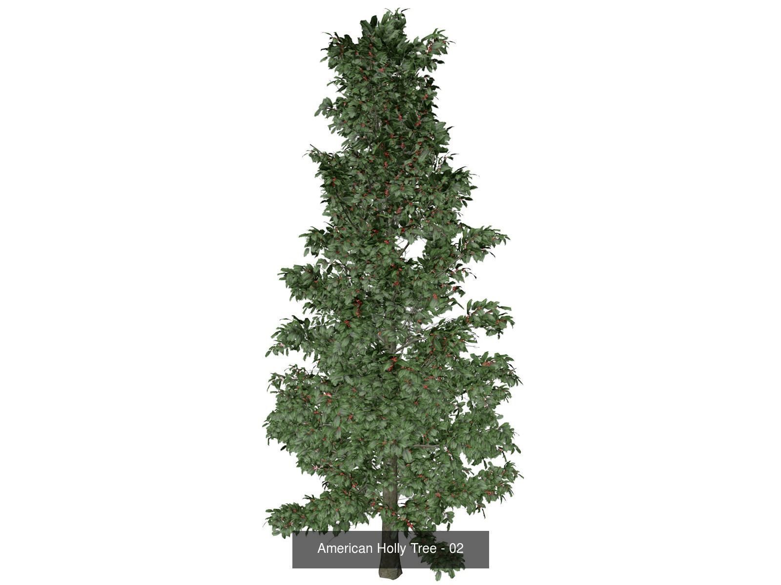 American Holly Trees 3D Model Collection_3