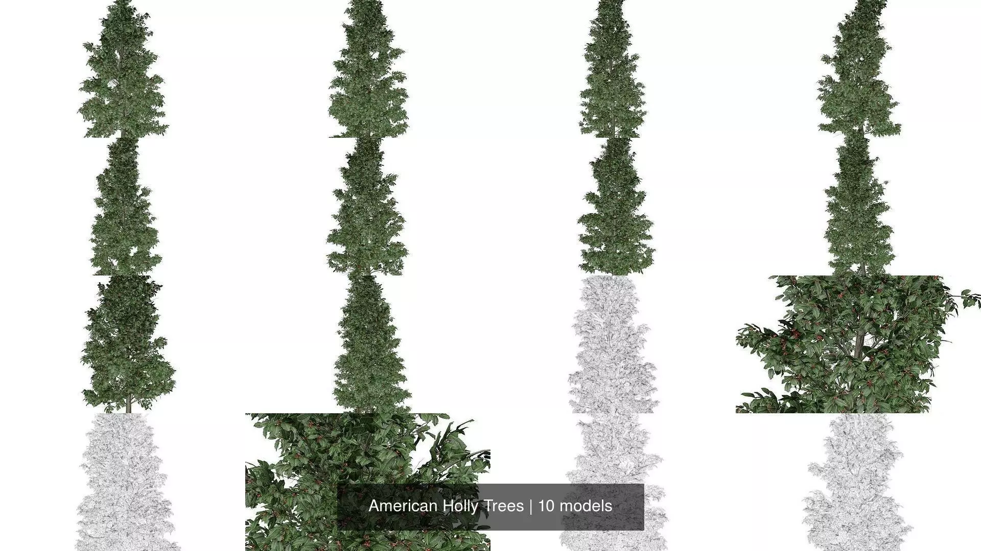 American Holly Trees 3D Model Collection_1