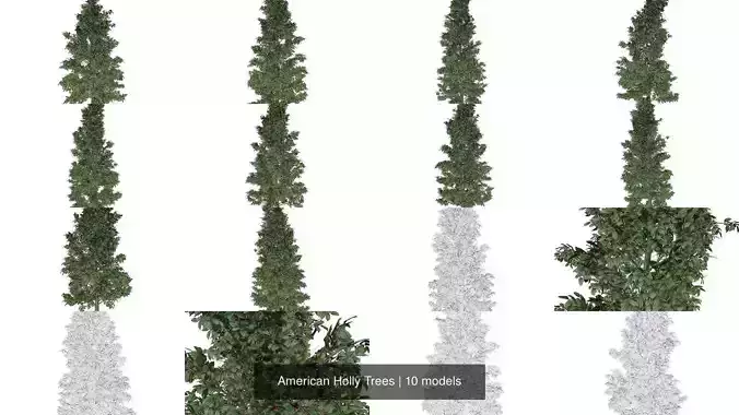 American Holly Trees