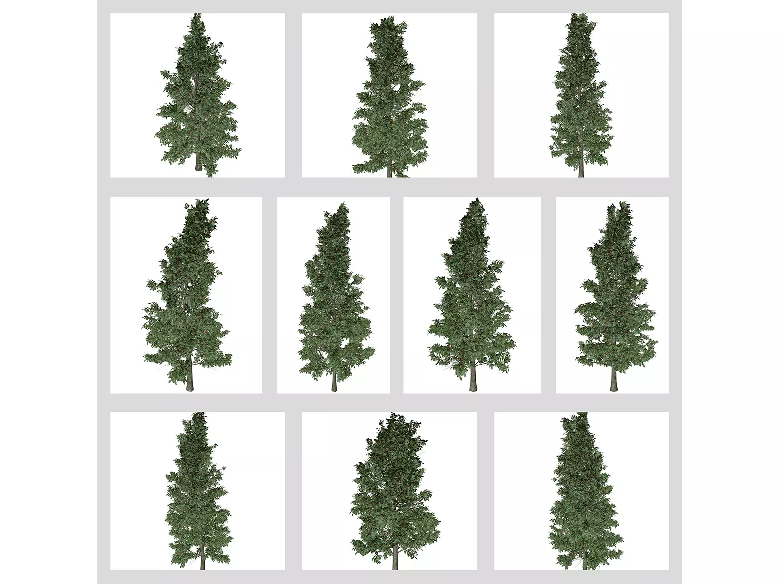 American Holly Trees 3D Model Collection_0
