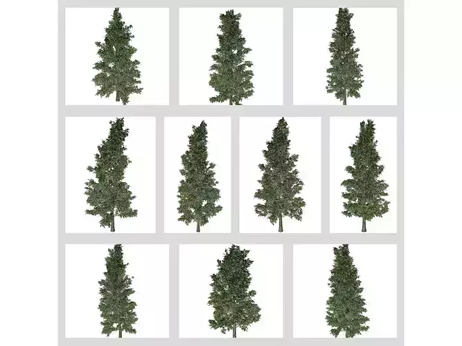 American Holly Trees 3D Model Collection