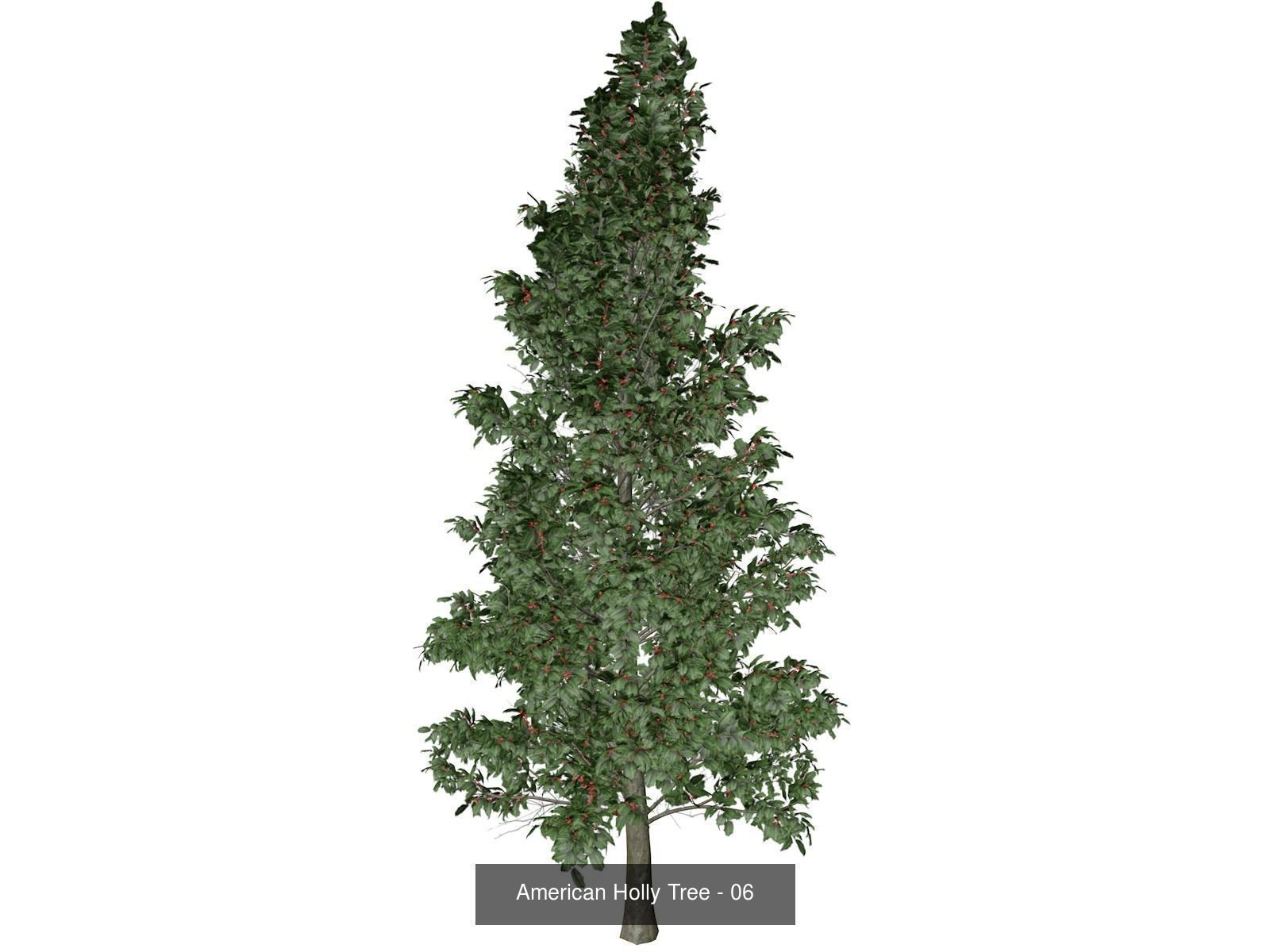 American Holly Trees 3D Model Collection_7