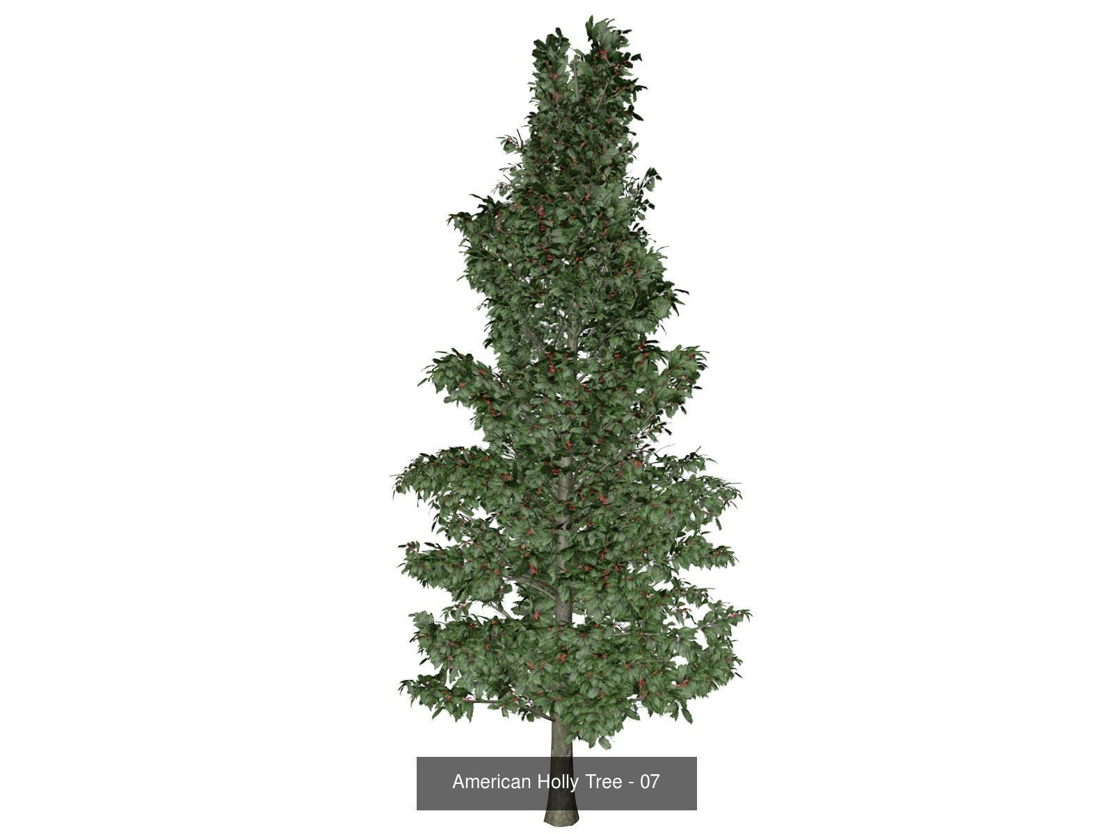 American Holly Trees 3D Model Collection_8