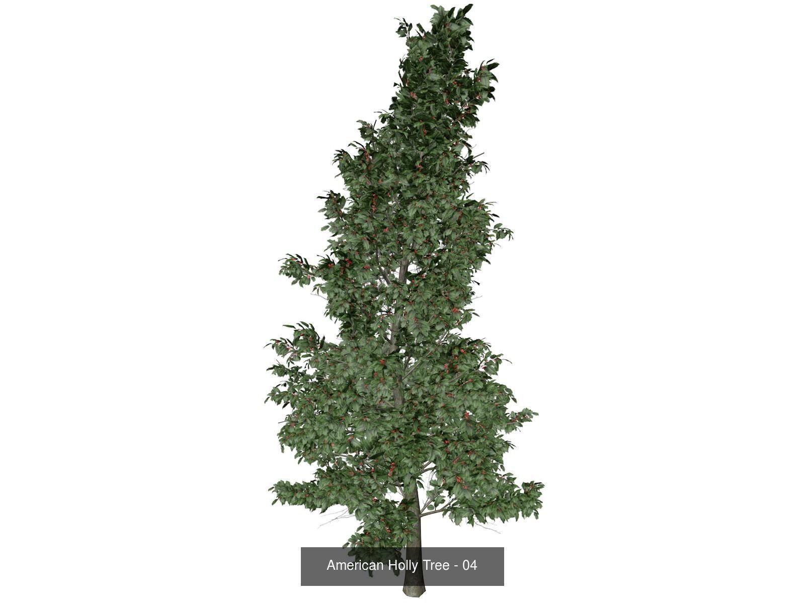 American Holly Trees 3D Model Collection_5