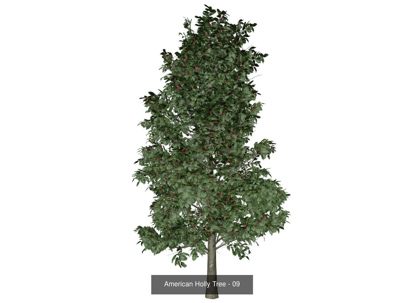 American Holly Trees 3D Model Collection_10