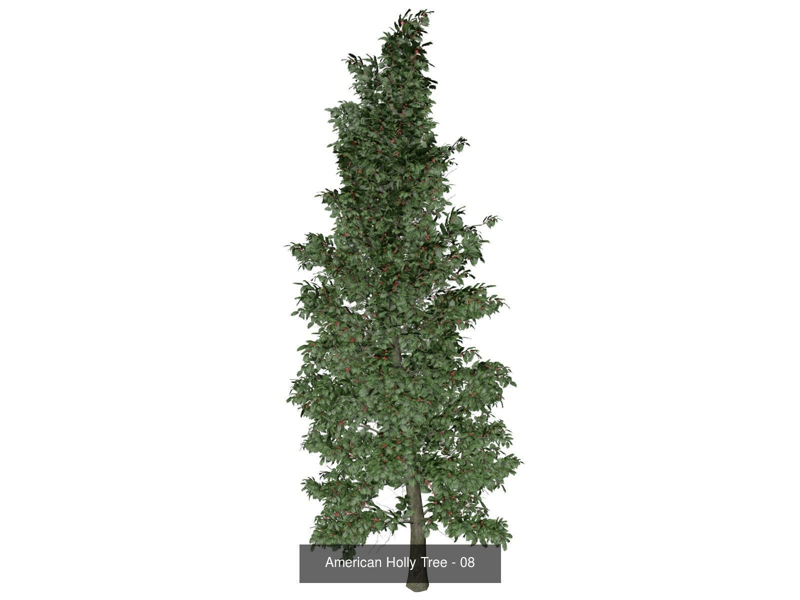 American Holly Trees 3D Model Collection_9