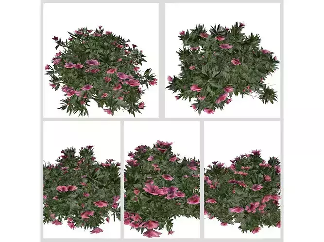 Azalea Shrubs with pink flowers  3D Model Collection