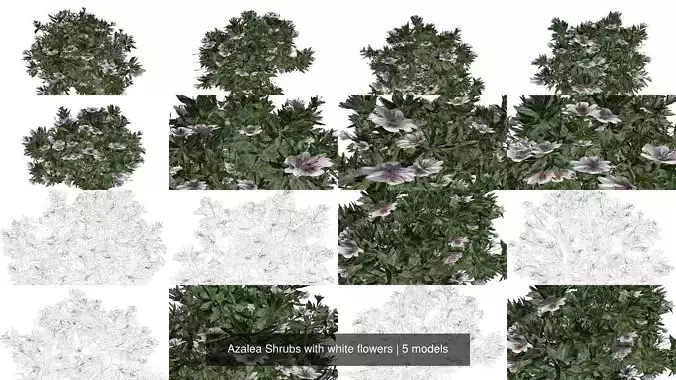 Azalea Shrubs with white flowers