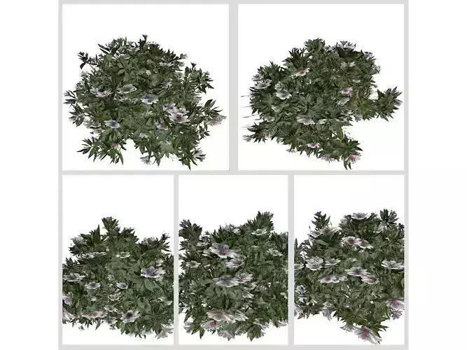Azalea Shrubs with white flowers 3D Model Collection