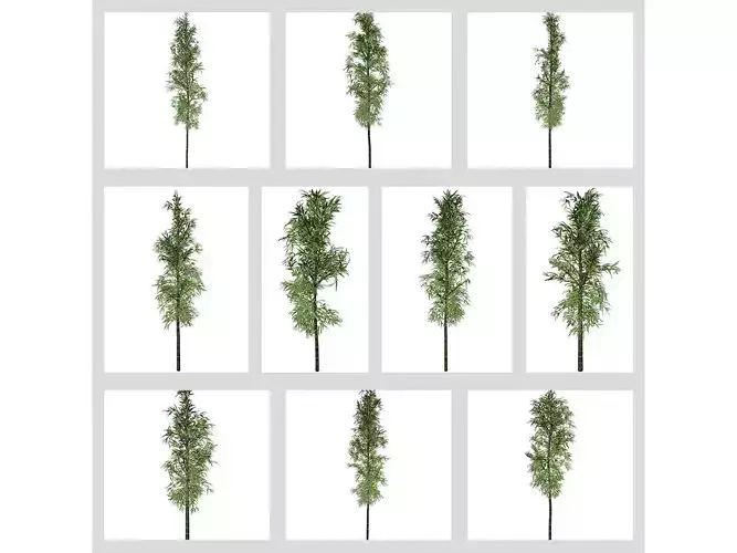 Bamboo Plants 3D Model Collection