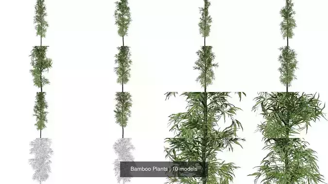 Bamboo Plants