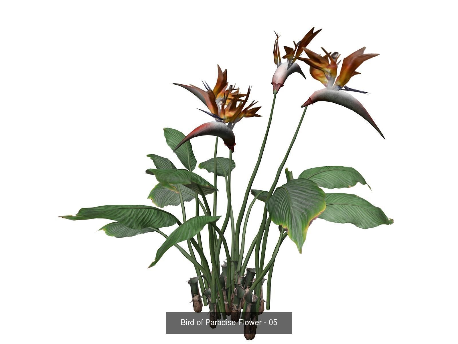 Bird of Paradise Flowers 3D Model Collection_6