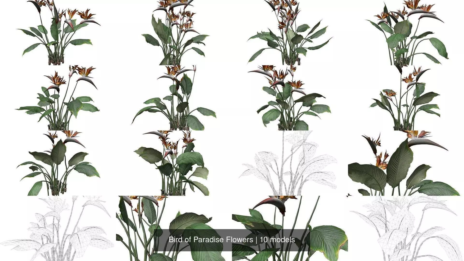 Bird of Paradise Flowers 3D Model Collection_1