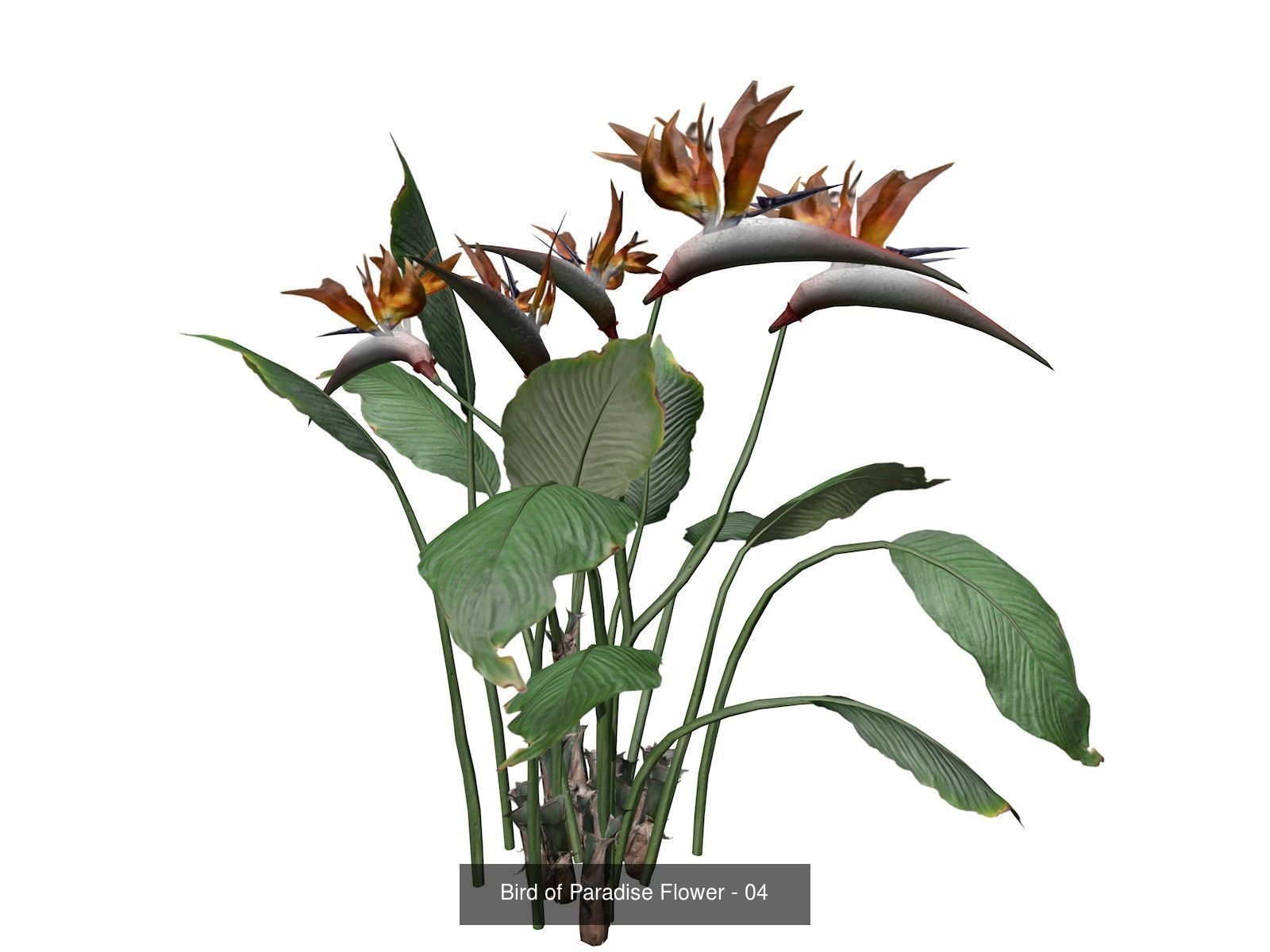 Bird of Paradise Flowers 3D Model Collection_5