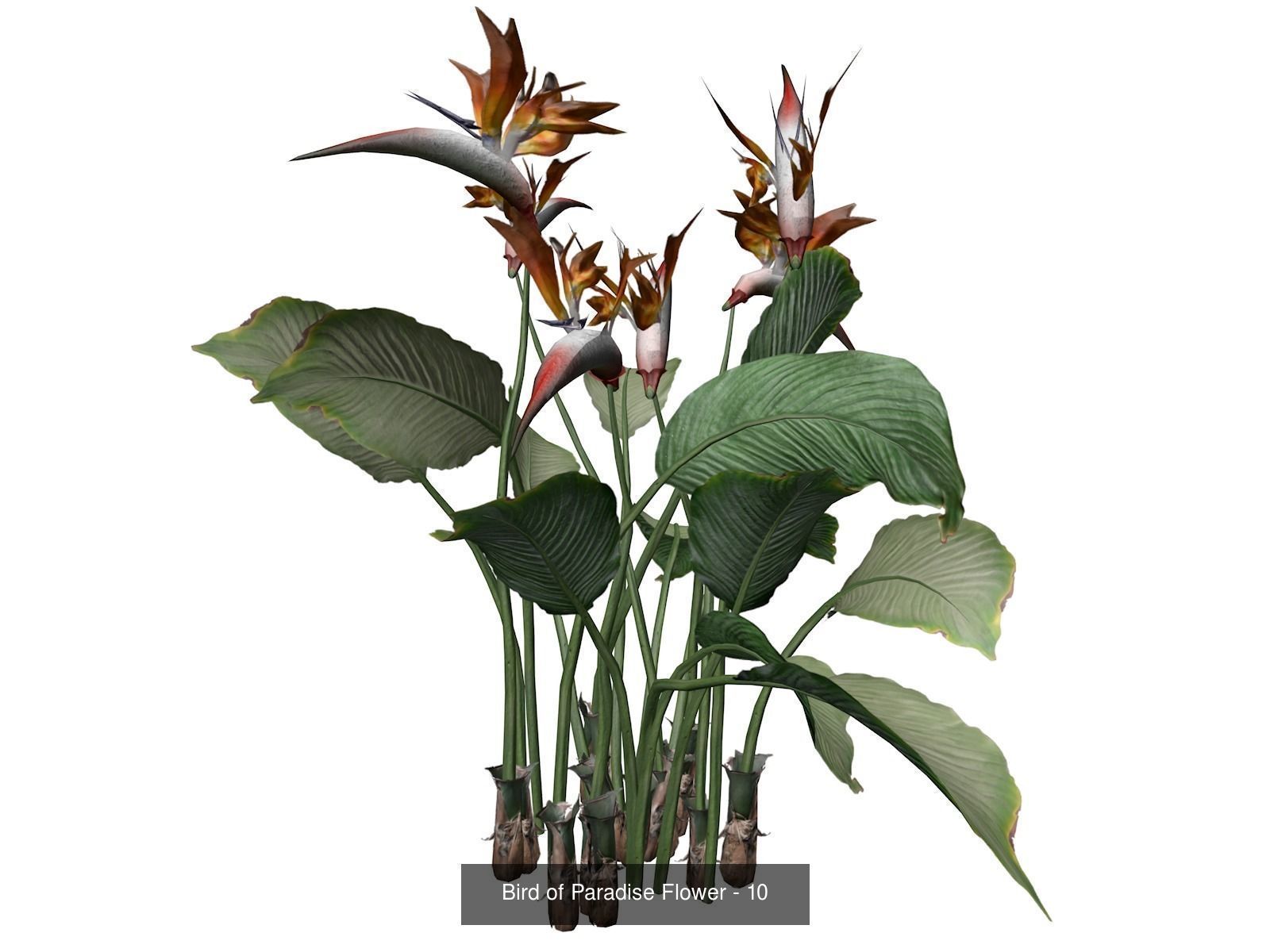 Bird of Paradise Flowers 3D Model Collection_11