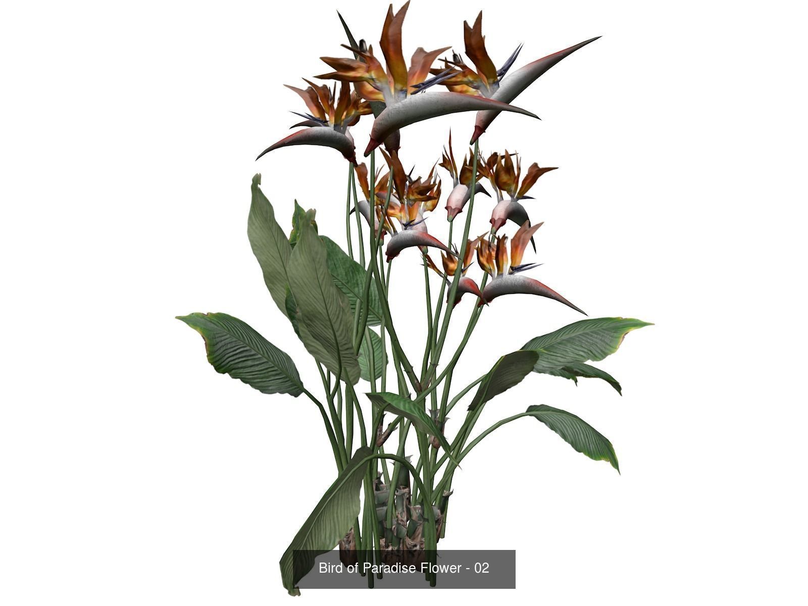 Bird of Paradise Flowers 3D Model Collection_3