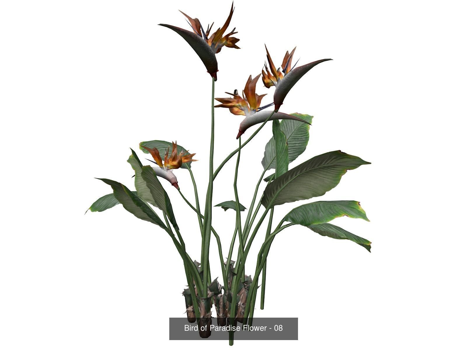Bird of Paradise Flowers 3D Model Collection_9