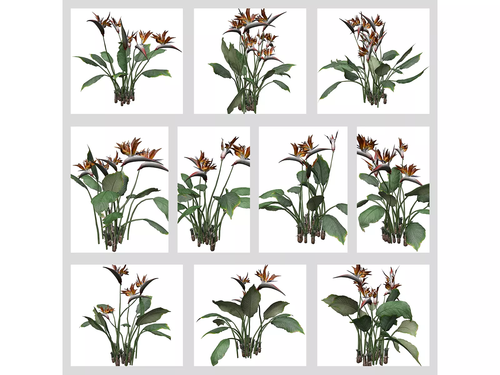 Bird of Paradise Flowers 3D Model Collection_0