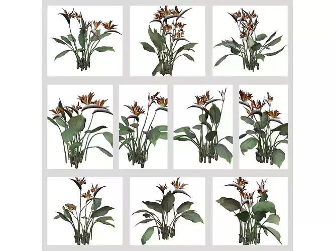 Bird of Paradise Flowers 3D Model Collection