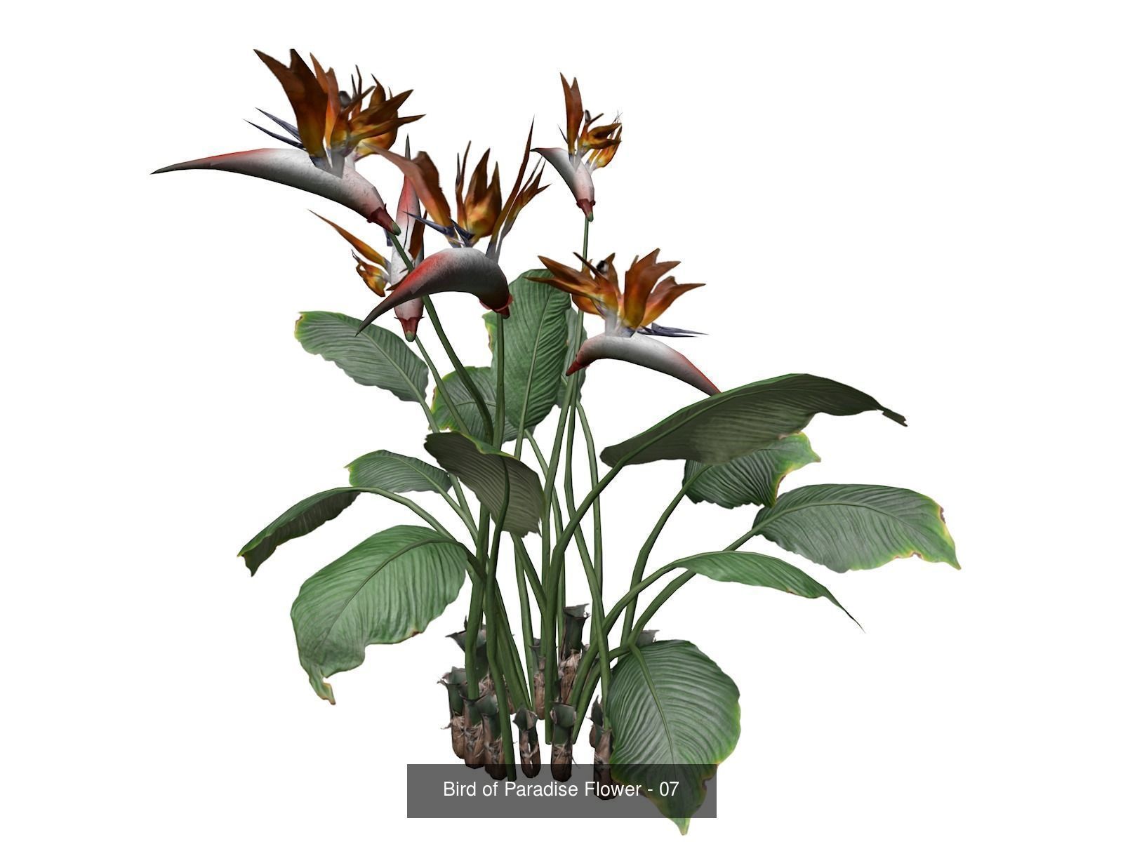 Bird of Paradise Flowers 3D Model Collection_8